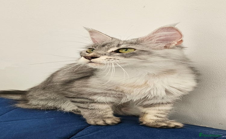 Maine Coon cats - Advert 2