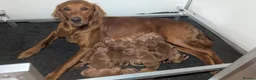 Golden Retriever dogs for sale: Dark Red KC Registered Working Golden Retrievers - Advert 2