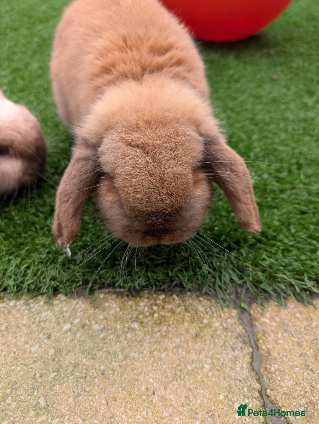 Mini Lop rabbits for sale: Bonded Pair of Mini Lop Males – 9 Months Old - Advert 13