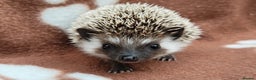 Pygmy Hedgehog rodents for sale: 3 Pygmy hedgehogs  - Advert 3