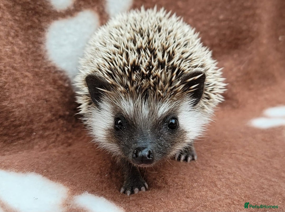 Pygmy Hedgehog rodents for sale: Pygmy hedgehog potential breeding trio  - Image 2