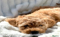 Cockapoo dogs for sale: Mini Cockapoo Puppies Kent - Image 26
