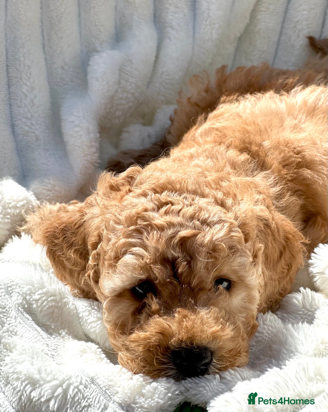Cockapoo dogs for sale: Mini Cockapoo Puppies Kent - Image 26