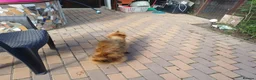 Mixed Breed dogs for adoption: 🐾💛 ARISA – The Little Dog Nobody Stopped For💛🐾 - Advert 10