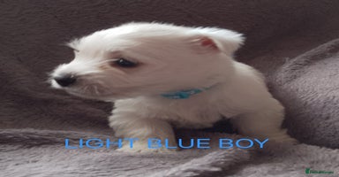 West Highland Terrier dogs - Advert 16