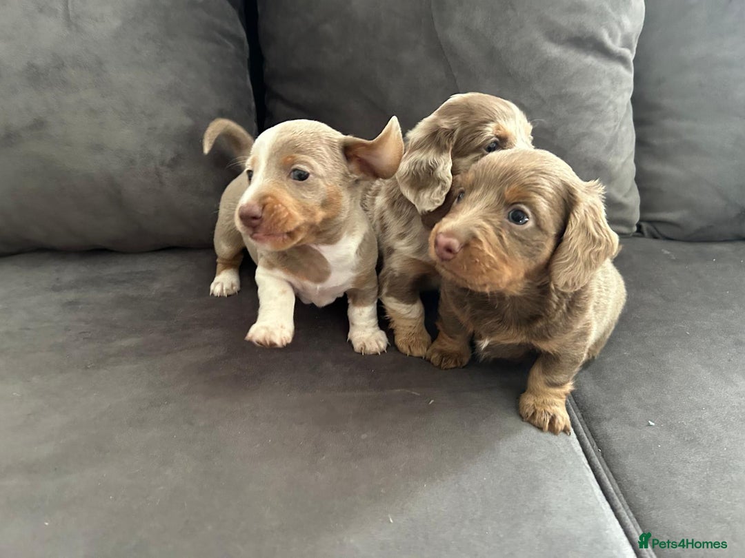 Miniature Dachshund dogs for sale: Beautiful champion miniature dachshunds - Image 1