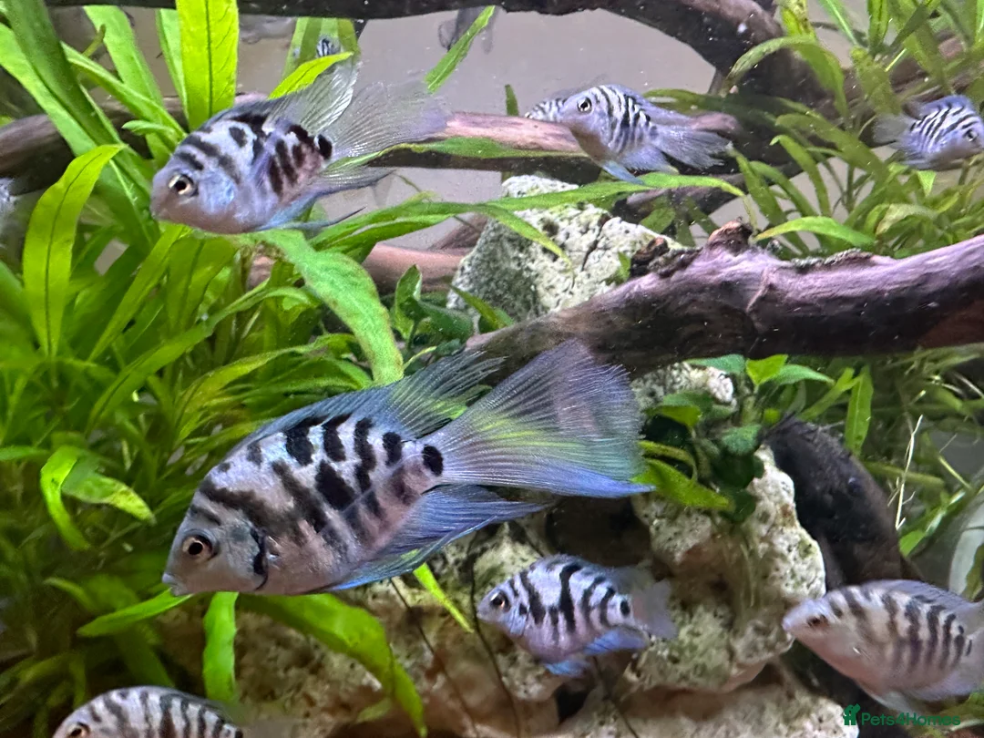 Cichlids fish for sale: Tropical Fish Blue Cichlids – Including Long-Fin - Advert 9