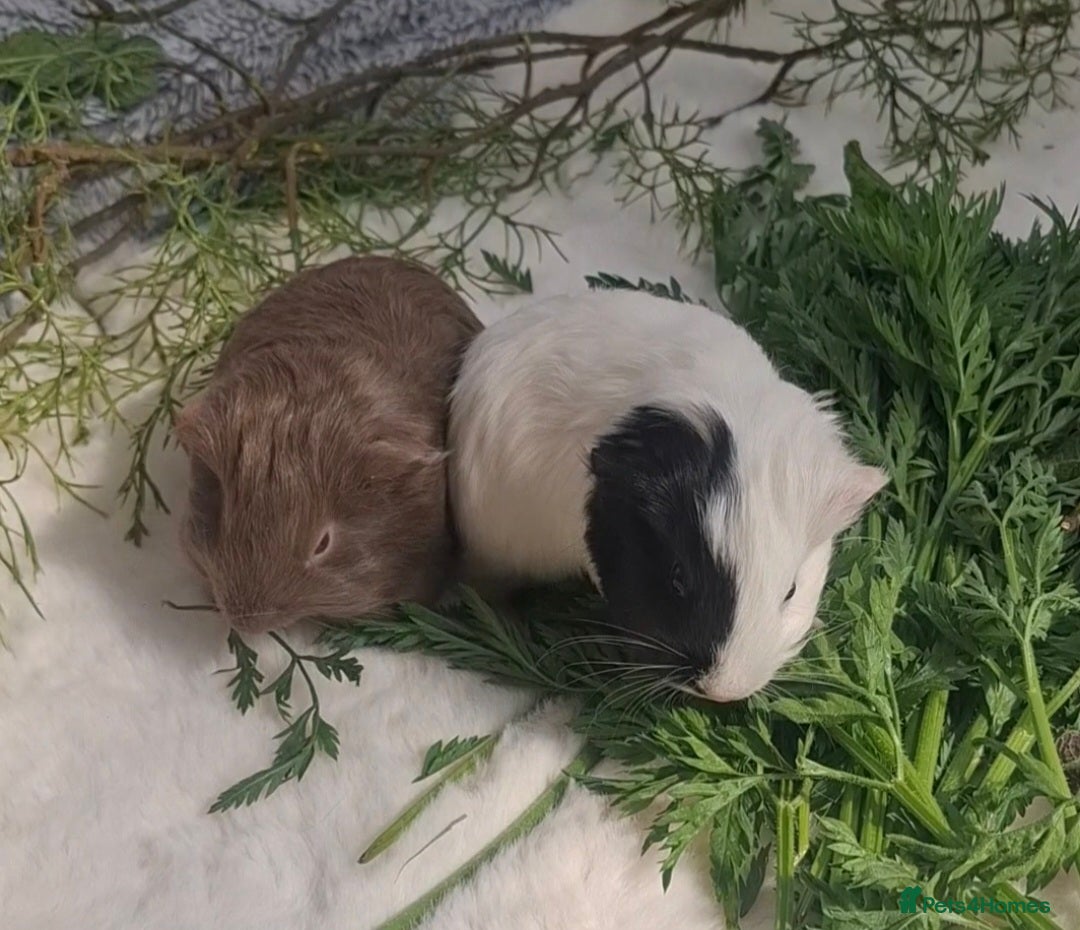 Guinea Pig rodents Bonded pair of female guinea pigs  - Advert 15