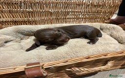 Cocker Spaniel dogs for sale: Beautiful working Cocker Spaniel puppies - Image 8