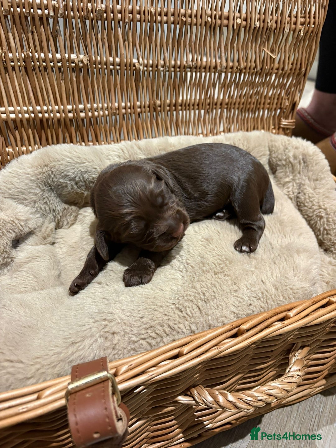Cocker Spaniel dogs for sale: Beautiful working Cocker Spaniel puppies - Image 8