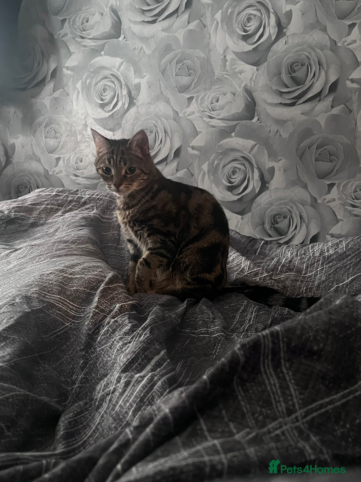 Mixed Breed cats 🐾 GORGEOUS BENGAL FEMALE 🐾 - Advert 8