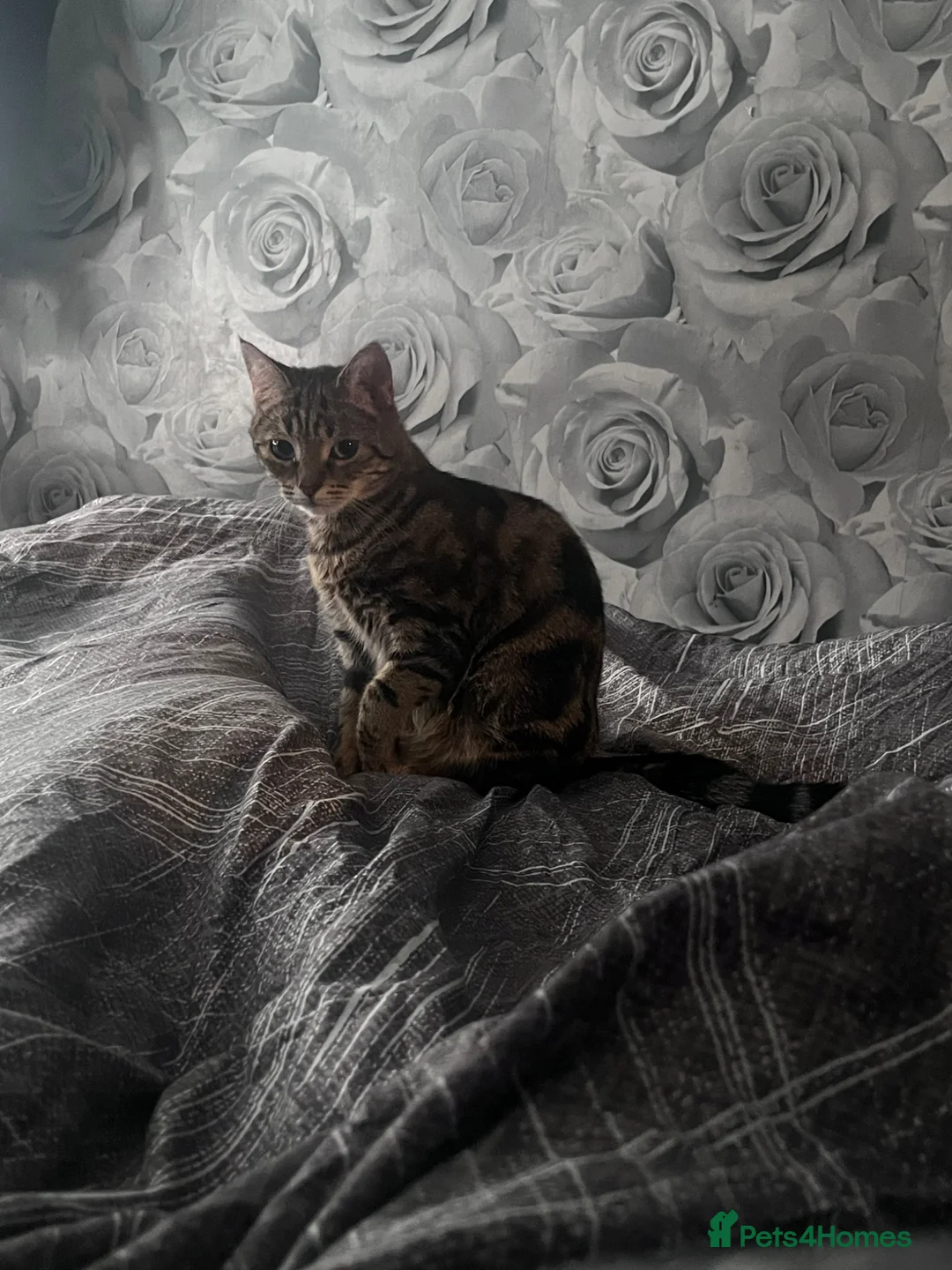 Mixed Breed cats for sale: 🐾 GORGEOUS BENGAL FEMALE 🐾 - Advert 1