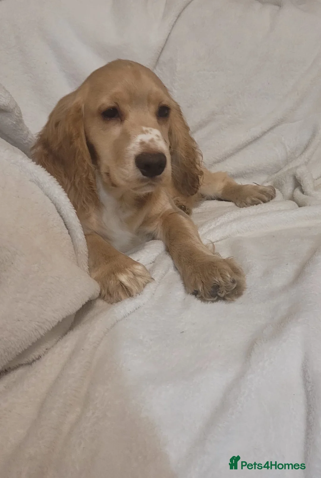 Cocker Spaniel dogs for sale: cocker spaniel puppies in Dover - Advert 3