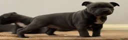 Staffordshire Bull Terrier dogs for sale: ❗️Adorable Staffy Puppies for Sale❗️ - Advert 19