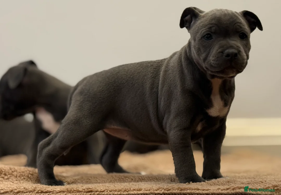 Staffordshire Bull Terrier dogs for sale: ❗️Adorable Staffy Puppies for Sale❗️ - Advert 19