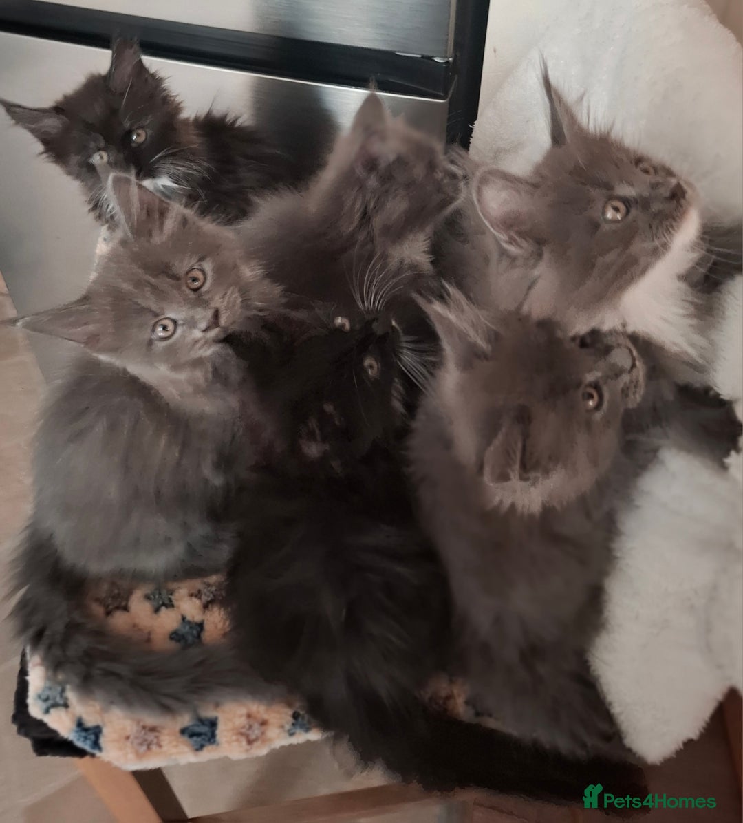 Maine Coon cats for sale: Gorgeous Maine Coon Kittens-Champion Bloodlines - Image 34