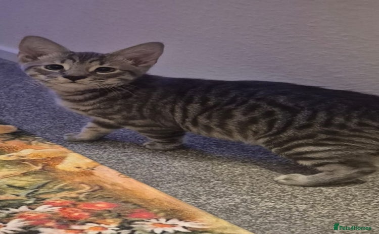 Mixed Breed cats - Advert 10