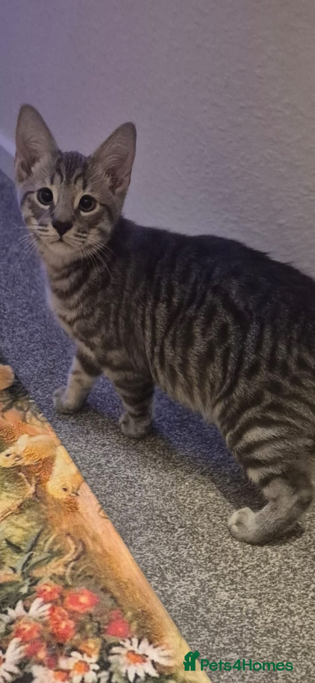 Mixed Breed cats for sale: Male and female kittens 6 months old  - Image 1