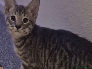 Mixed Breed cats for sale - Advert 1