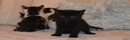 Mixed Breed cats for sale: 4 Beautiful Gentle Kittens for Sale - Advert 26