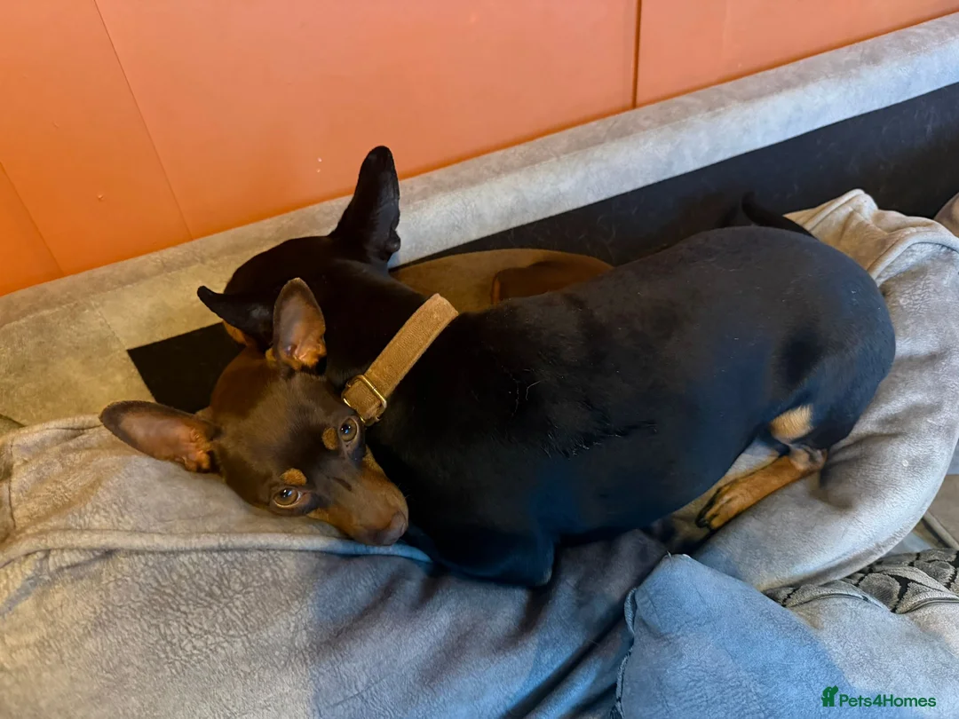 Miniature Pinscher dogs for sale: STUNNING father & daughter min pins  - Advert 9