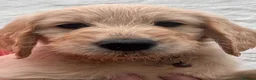 Goldendoodle dogs for sale: 💙 4 Gorgeous F1 Goldendoodle Boys 💙 - Advert 15
