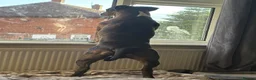 Staffordshire Bull Terrier dogs for stud: Beautiful stud  - Advert 2