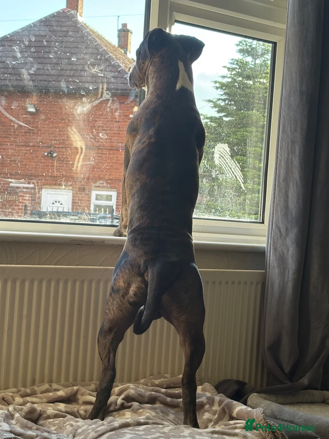 Staffordshire Bull Terrier dogs for stud: Beautiful stud  - Advert 2