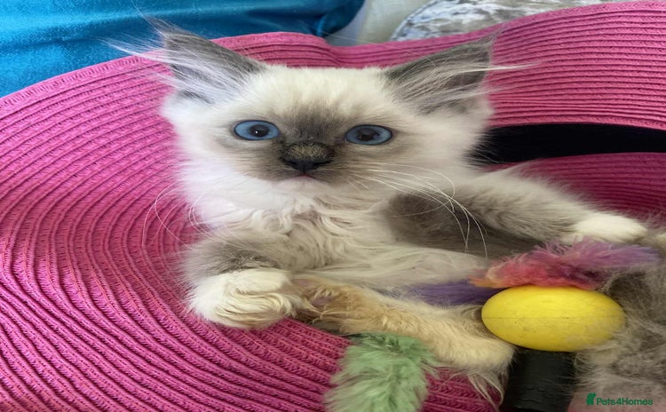Ragdoll cats - Advert 3