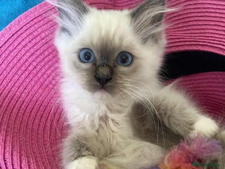 Ragdoll cats - Advert 18