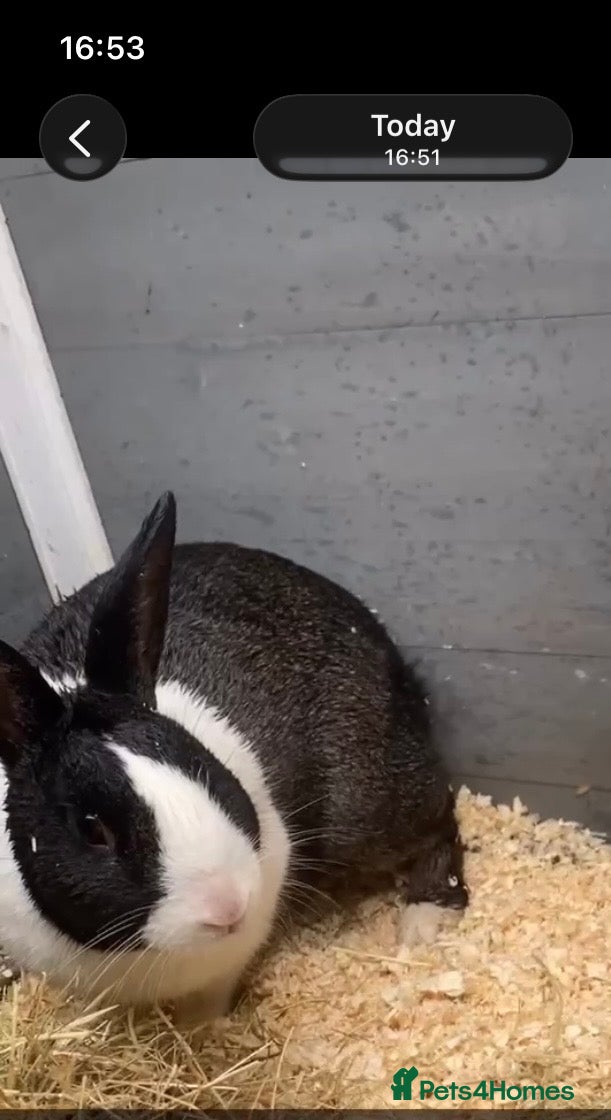 Mixed Breed rabbits Male and female rabbit  - Advert 14