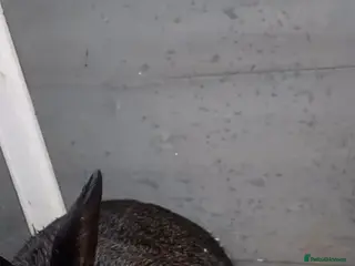 Mixed Breed rabbits Male and female rabbit - Advert 14