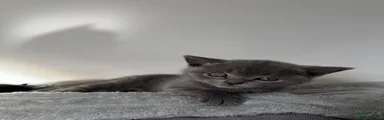 British Shorthair 3