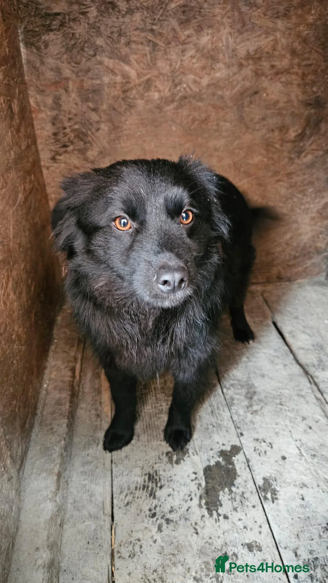 Mixed Breed dogs for adoption: 💙MARTINEL💙 - a Beautiful Soul for a Loving Home - Advert 8