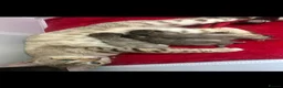 Bengal cats for sale: Bengal kittens  - Advert 15