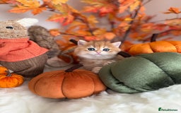 British Shorthair cats for sale: Golden British Shorthair  - Image 12