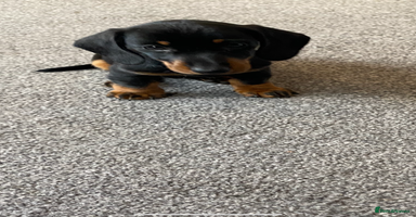 Dachshund dogs - Advert 2