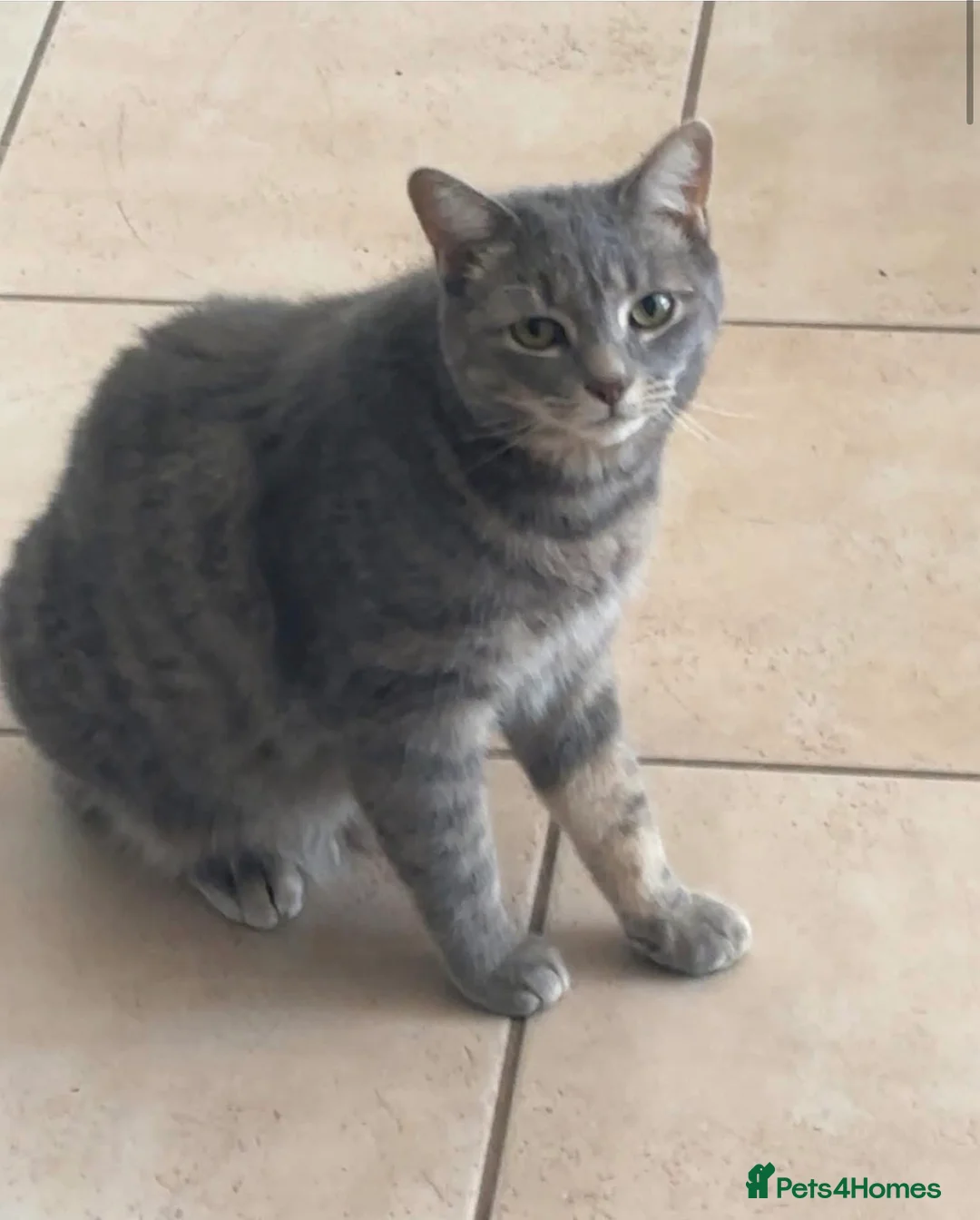Mixed Breed cats for sale: X3 Tabby x Russian blue kittens - ready to leave - Advert 18