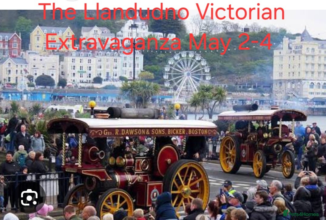 Goldendoodle dogs F1B Goldendoodle pupies - Advert 2