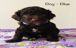 Cockapoo dogs for sale: Cockapoo Puppies - Image 6