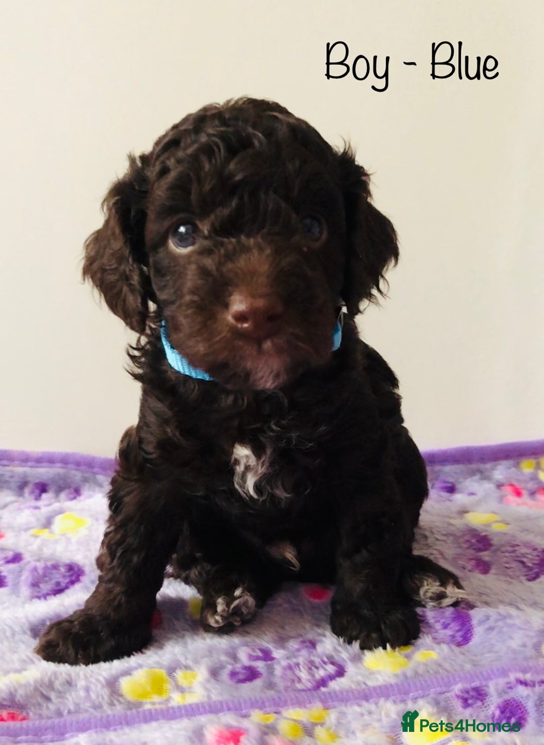 Cockapoo dogs for sale: Cockapoo Puppies - Image 6