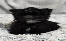 Morkie dogs for sale: Morkie - Image 1