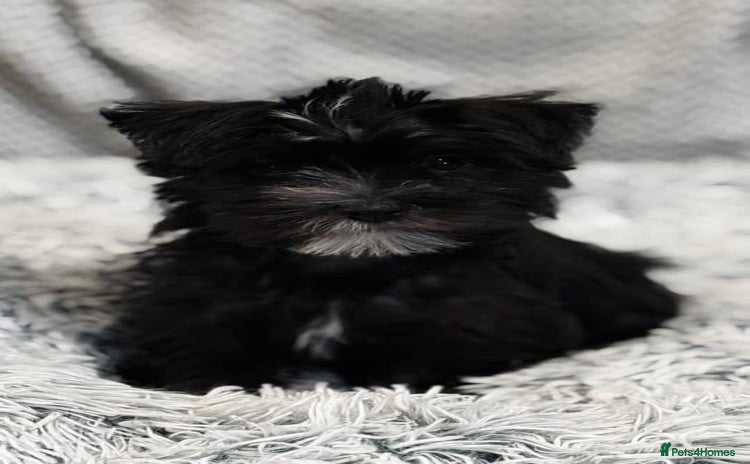 Morkie dogs - Advert 1