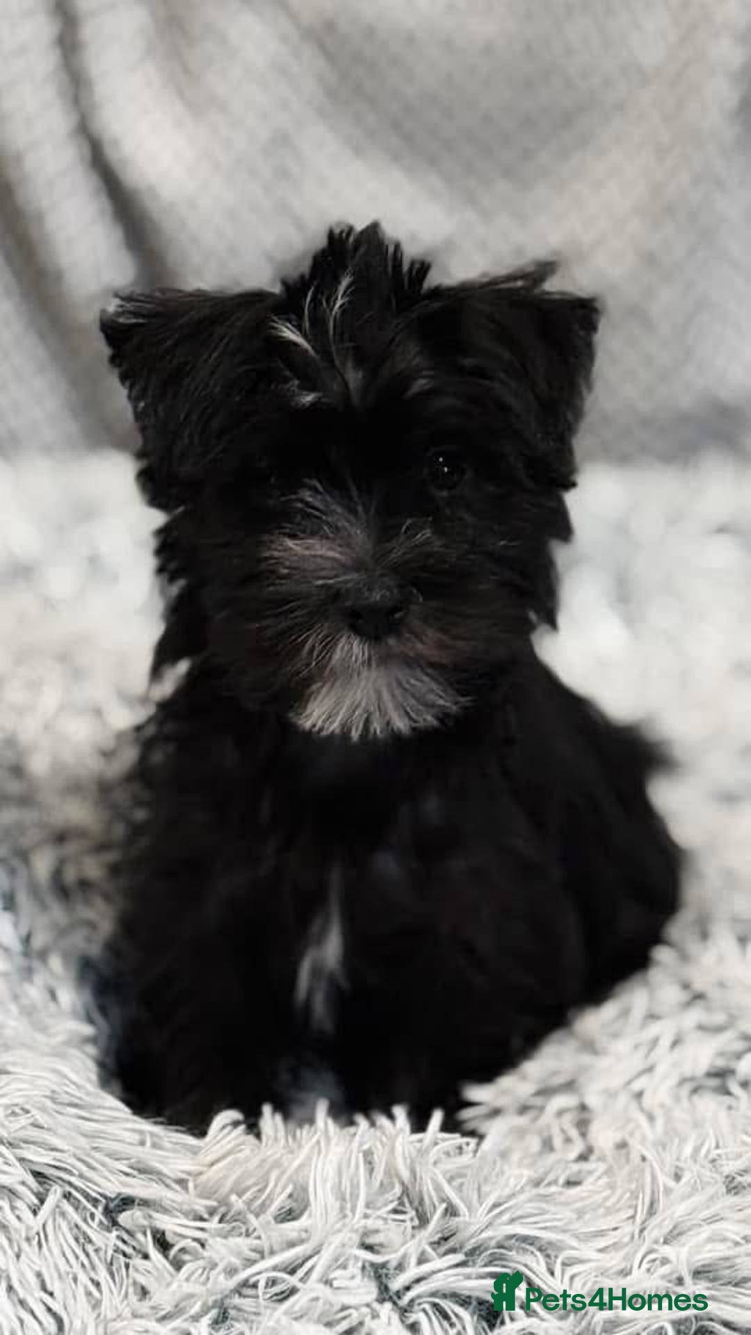 Morkie dogs for sale: Morkie - Image 1