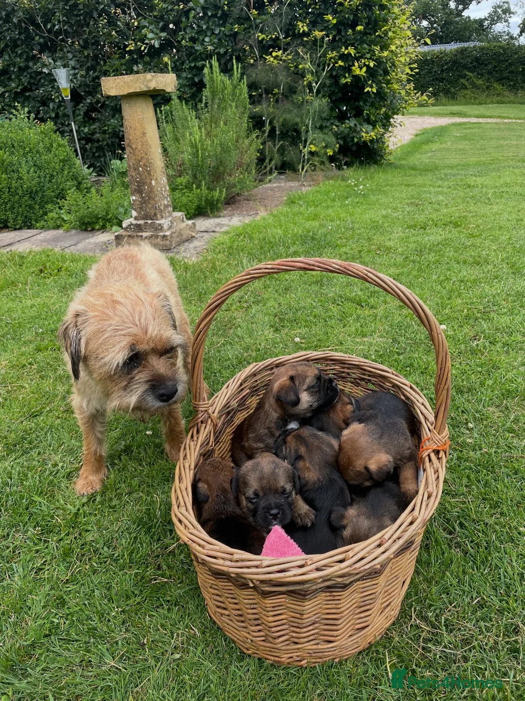 Border Terrier dogs for sale: 2 Border Terrier dogs available  in Yeovil - Advert 2