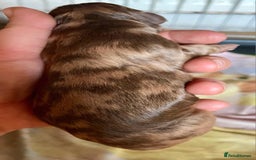 Cockapoo dogs for sale: Stunning F1BB cockapoos merles /phantoms/red ❤️ - Image 6