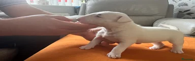 English Bull Terrier 2
