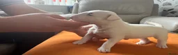 English Bull Terrier dogs for sale: beautiful KC registered bull terrier pups - Advert 5