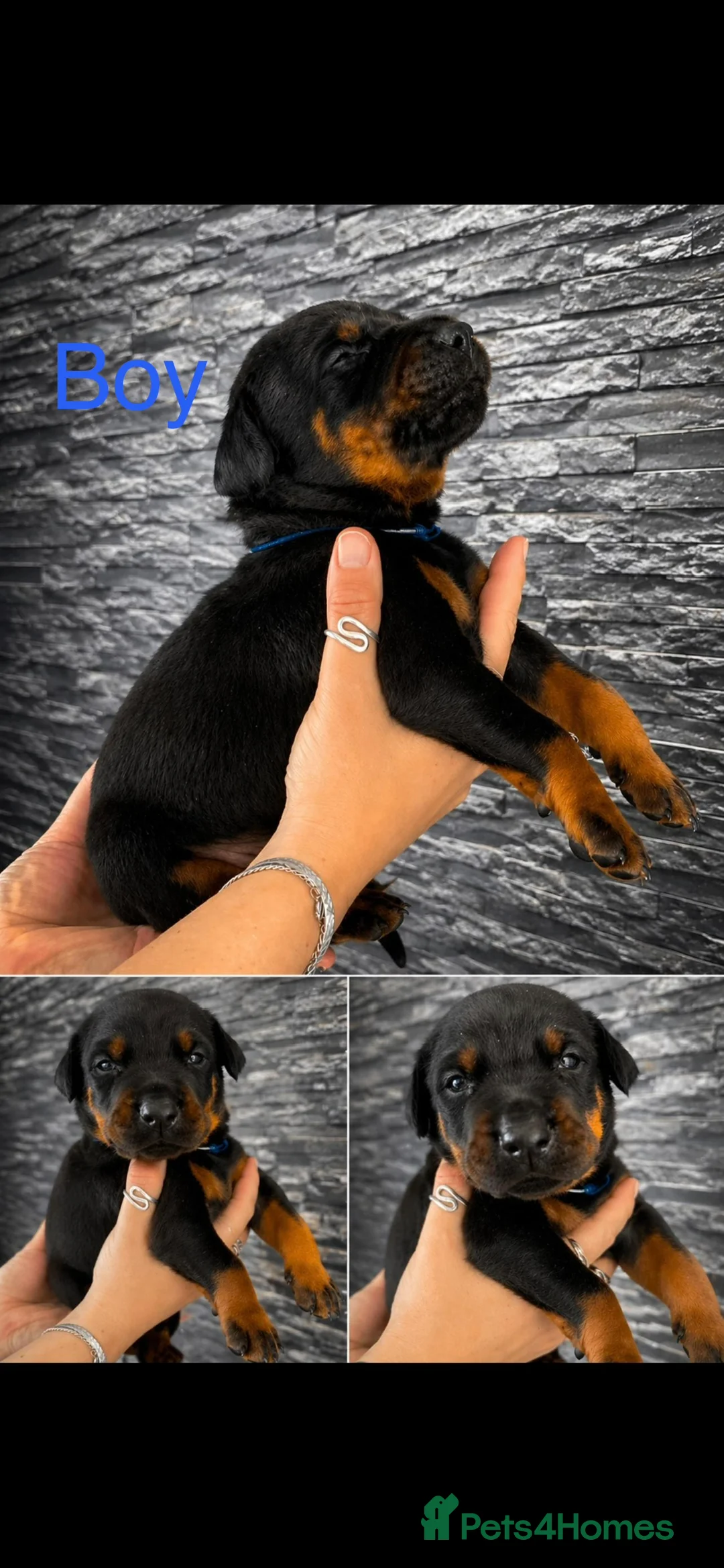 Dobermann dogs for sale: Doberman puppies - Advert 2