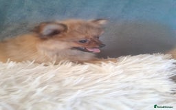Pomeranian dogs for sale: Pomeranian puppies - Image 8